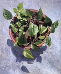 S. M. Fawad, Money Plant, 20 x 25 Inch, Oil on Canvas, Realistic Painting, AC-SMF-244